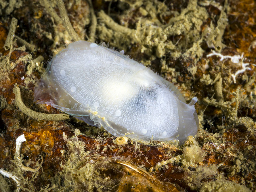 Galeommatidae 02